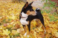 Mennyi az ára a kölyök basenji Basenji kölyök ára mennyi a Basenji kölyök