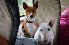 Cât costă catelusul basenji costul prețului catelusului basenji cât de mult este catelusul basenji