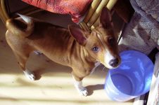 Mennyi az ára a kölyök basenji Basenji kölyök ára mennyi a Basenji kölyök