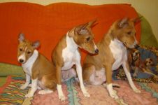 Mennyi az ára a kölyök basenji Basenji kölyök ára mennyi a Basenji kölyök