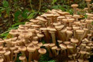 Cum să fiarbă agaric, cum să fiarbă agarice de miere, cum să gătesc