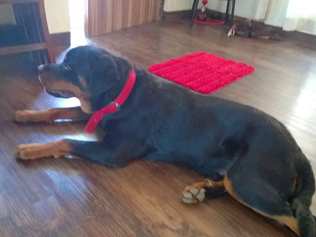 Hogyan rottweiler otthon élnek