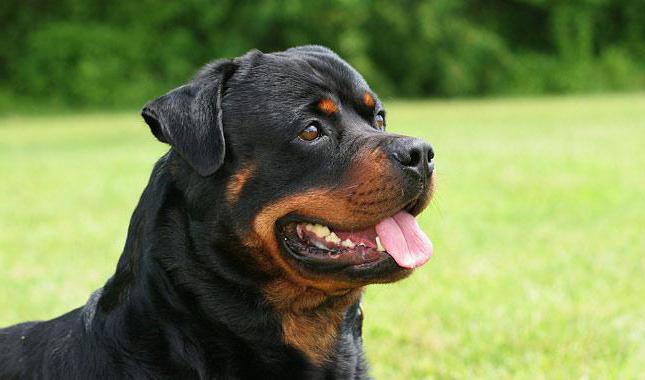 Câți Rottweilers trăiesc acasă