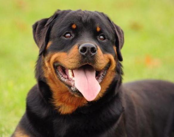Hogyan rottweiler otthon élnek (Rottweiler) Hogyan rottweiler otthon élnek