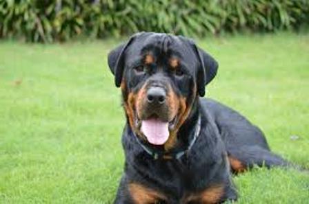 Hogyan rottweiler otthon élnek