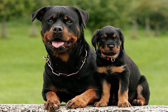 Hogyan rottweiler otthon élnek