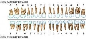 Скільки зубів у людини повинно бути