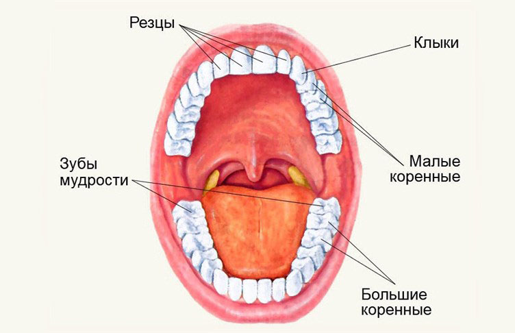 Скільки зубів у людини - норма для дорослого і дитини