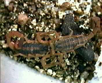 Scorpions reprodukciós