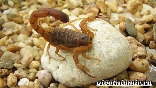 Scorpion Animal