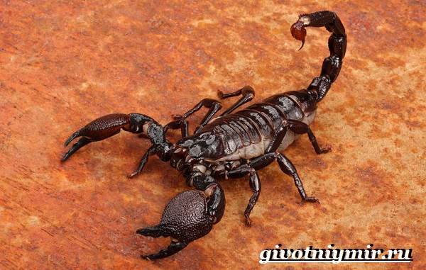 Scorpion Animal