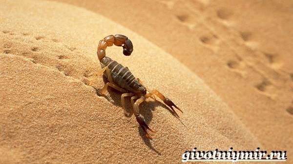 Scorpion Animal