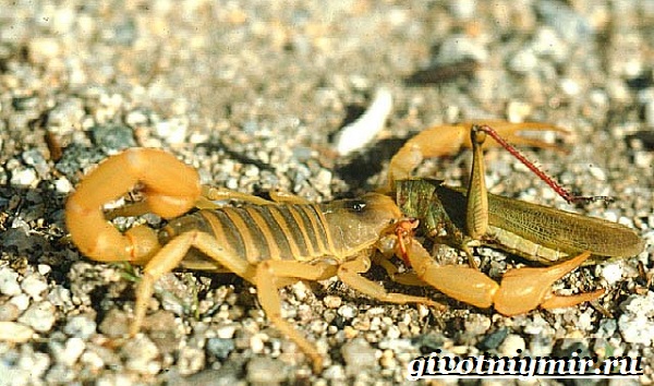 Scorpion Animal