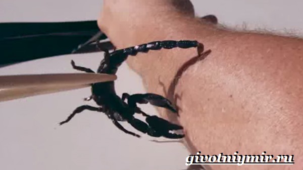 Scorpion Animal