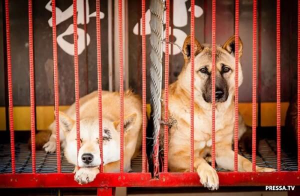 Собачі ринки-шкуродерні в південній корее (10 фото), швидкі новини та цікаві факти