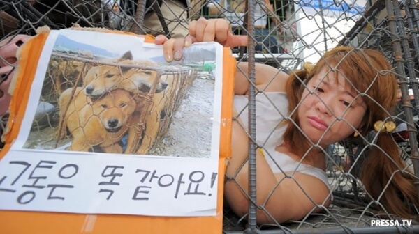 Câini de pe piețele din Coreea de Sud (10 fotografii), știri rapide și fapte interesante