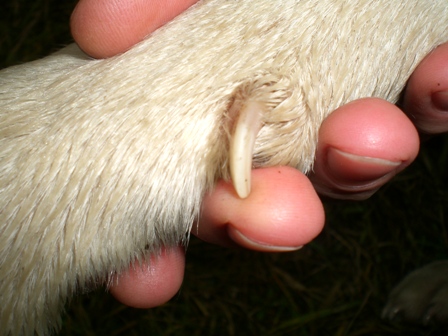 Un câine este frică să-și taie ghearele