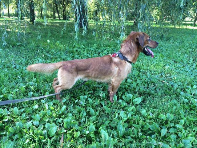 Dog Casper caută o casă