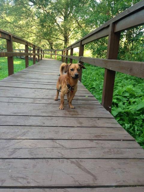 Dog Casper caută o casă