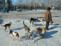 Собак по осені рахують кинуті дачниками тварини дичавіють і збиваються в зграї