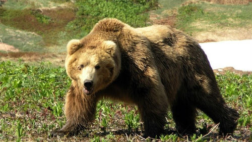 Álomértelmezés megölni egy medve egy álom, amit egy álom megölni egy medve