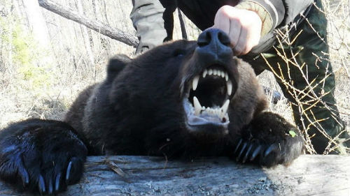 Сонник вбити ведмедя уві сні до чого сниться вбити ведмедя