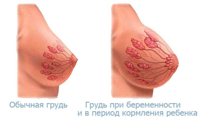 Mamele în timpul sarcinii se schimbă, se întunecă și patologia