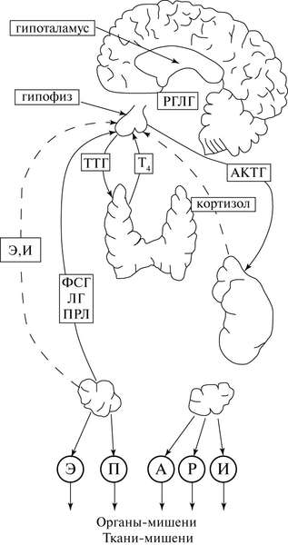 Idei moderne despre reglarea neuro-endocrină a funcției menstruale