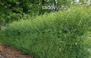 Створення живоплоту, арок і альтанок з верби, облаштування заміського будинку і ділянки своїми