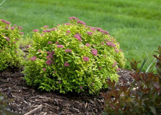 Spiraea japonica Little Princess és Golden Princess fajtaleírási fotókkal, érdekel a táj