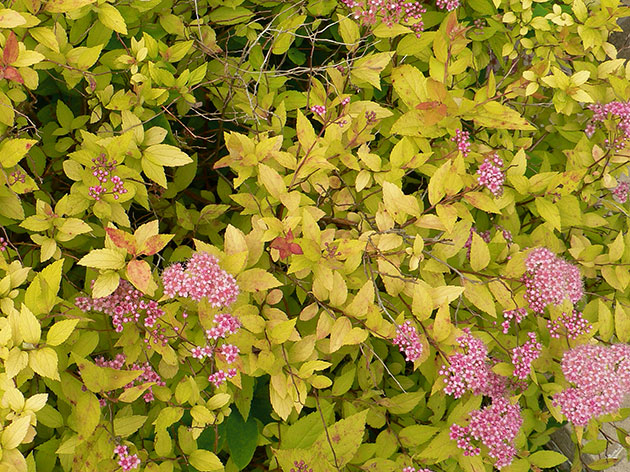 Spiraea japoneză - descrierea soiurilor cu plantarea și îngrijirea fotografiilor spirae japoneze, reproducere