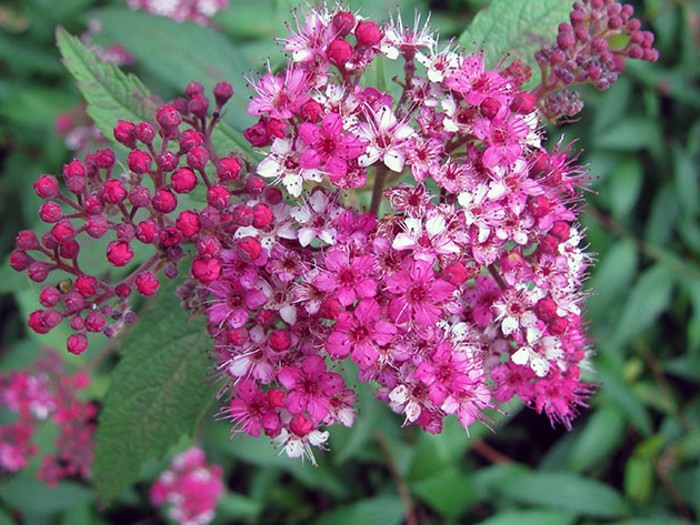 Spiraea japoneză - descrierea soiurilor cu plantarea și îngrijirea fotografiilor spirae japoneze, reproducere