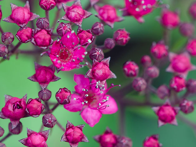 Spiraea japoneză - descrierea soiurilor cu plantarea și îngrijirea fotografiilor spirae japoneze, reproducere