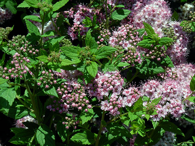 Spiraea japoneză - descrierea soiurilor cu plantarea și îngrijirea fotografiilor spirae japoneze, reproducere