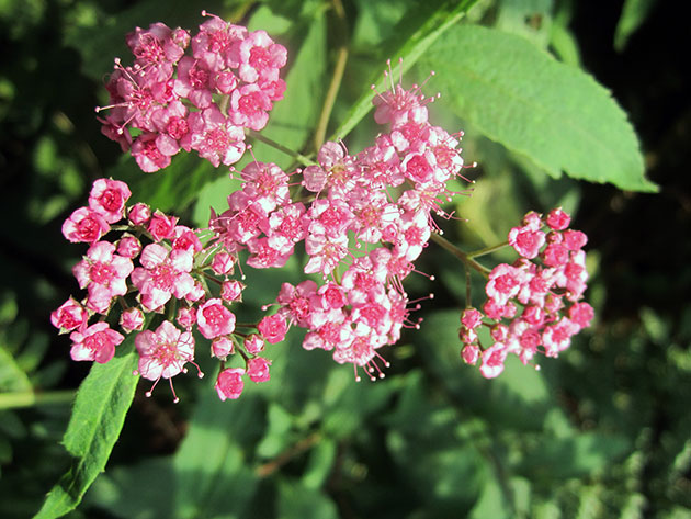 Spiraea japoneză - descrierea soiurilor cu plantarea și îngrijirea fotografiilor spirae japoneze, reproducere