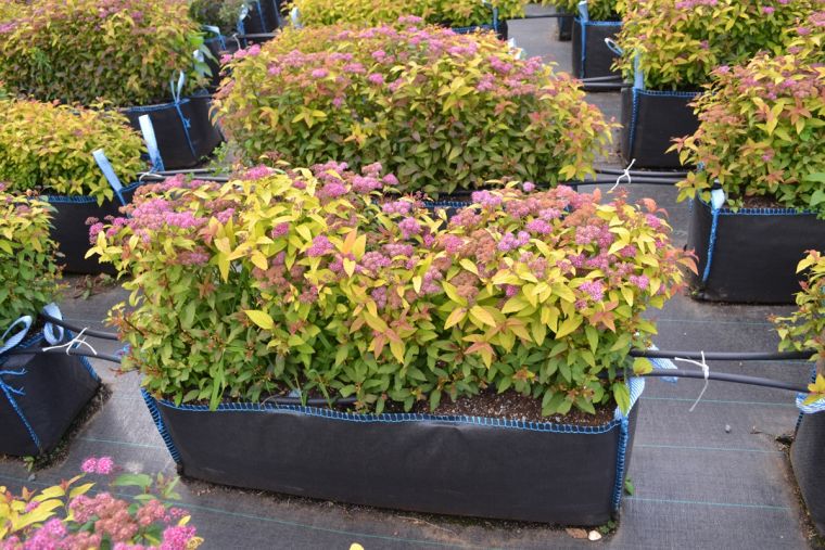 Spiraea japonica ültetés és gondozás a fajták Arany hercegnők és egyéb goldfleym