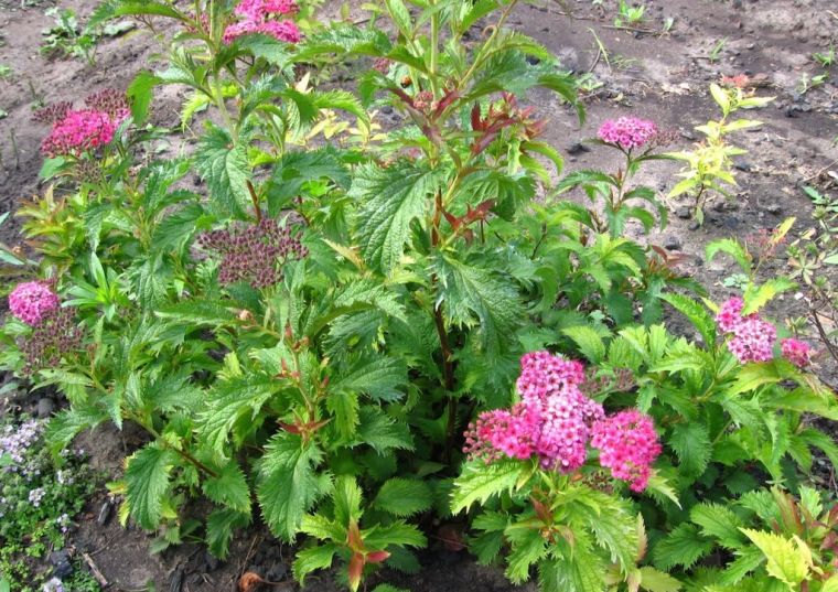 Spiraea japonica ültetés és gondozás a fajták Arany hercegnők és egyéb goldfleym