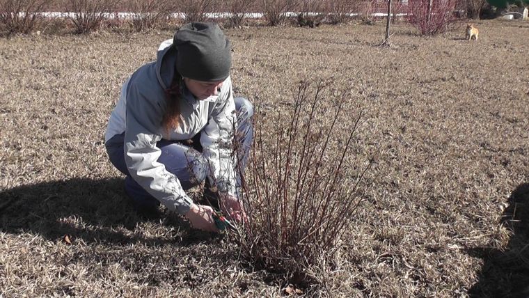 Spiraea japonica ültetés és gondozás a fajták Arany hercegnők és egyéb goldfleym