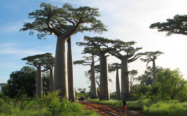 Lista celor mai neobișnuiți copaci de pe planeta noastră
