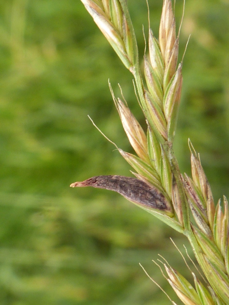 Ergot purpurea, plante medicinale