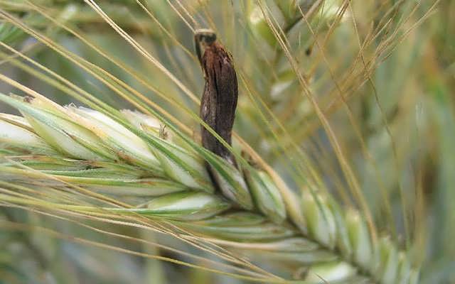 Ergot - rău și beneficii