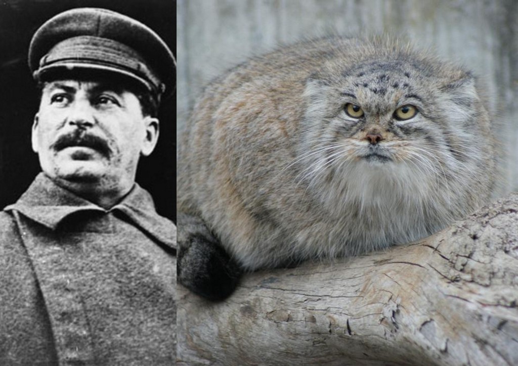 Stalin și pisica