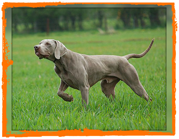 Standarde de rase de câini de vânătoare