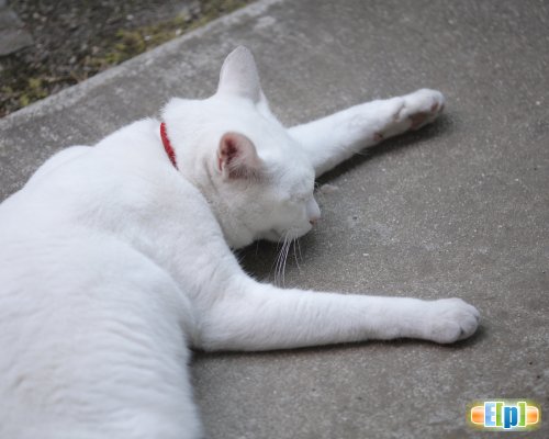Sterilizálása macskák (macska) sterilizálás macskák