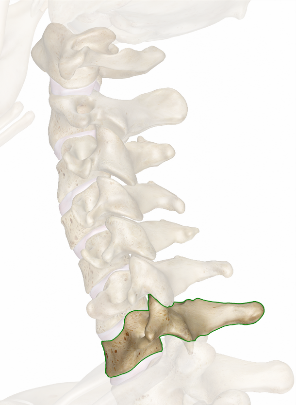 Structura c7, c7 a vertebrei gâtului - descrierea structurii și locației