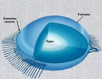 Structura cristalinului