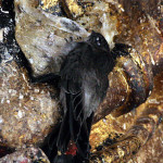 Leves a fecskék fészket egzotikus csemege Délkelet-Ázsia, édes keleti
