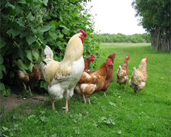 Schema și rezultatele aplicării fosforilului și gamavitului la puii de găină