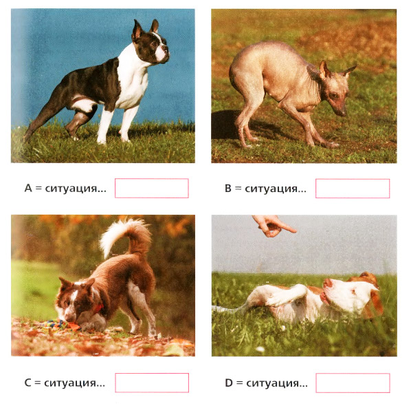 Тест 5 - пози собаки
