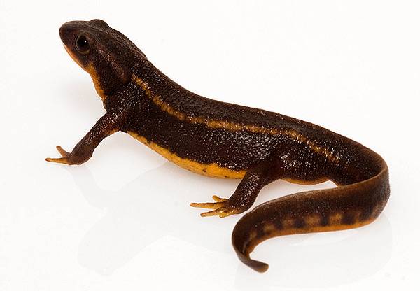Toxicitatea mamiferelor și a salamanderelor sunt otrăvitoare, cât de puternică este otravă